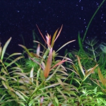 植栽から122日目